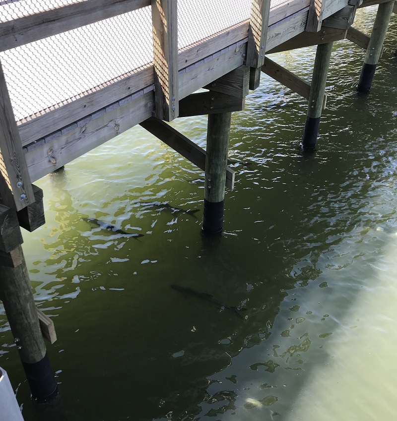 image of the fish under the boardwalk at TECO manatee viewing area