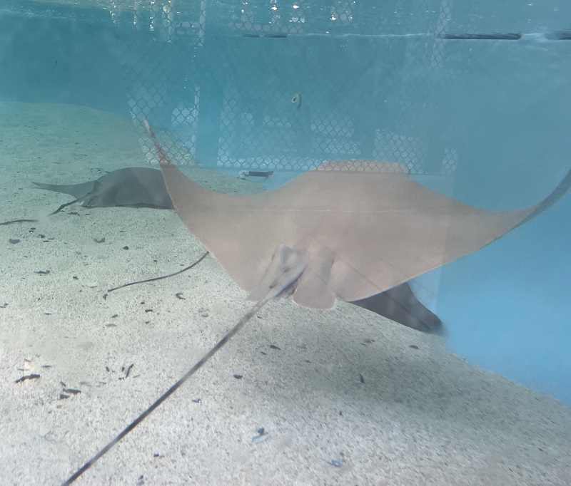 image of the sting rays at TECO manatee viewing area