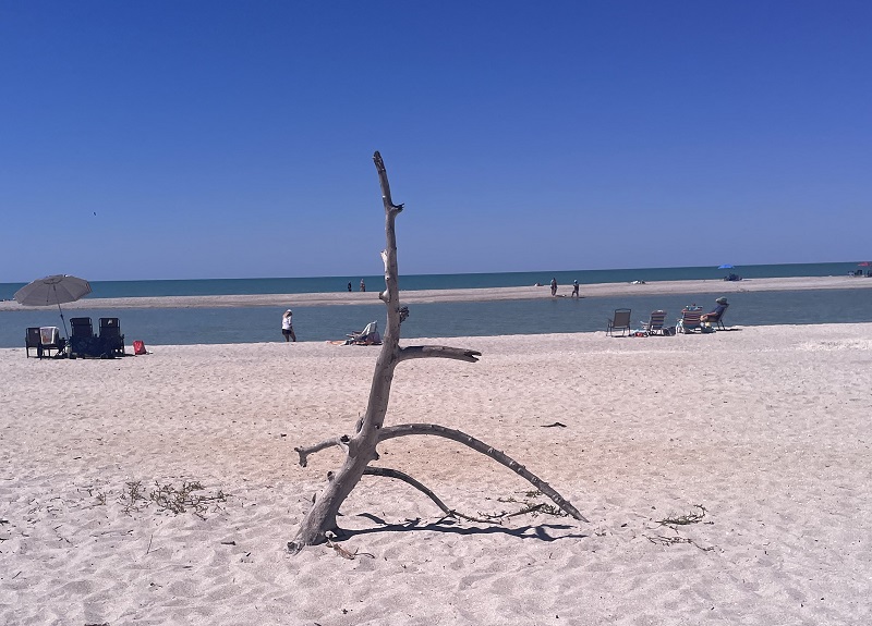 image of a beach with driftwood at Sanibel Island